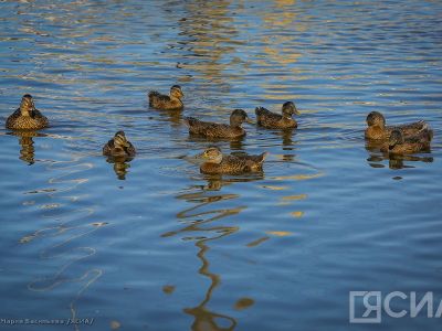 Сезон весенней охоты на уток стартовал в Якутии