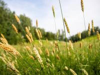 Парк «Городской лес»