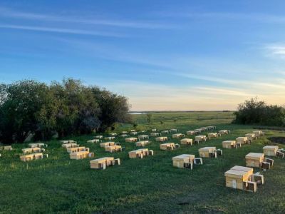 Мед с разных локаций Якутии проанализируют и определят наиболее ценный