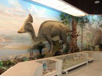 Хабаровский краевой музей им. Н. И. Гродекова