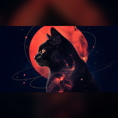 Кошачья вселенная