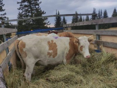 В Томпонский улус привезли скот из Нюрбинского района для улучшения породы