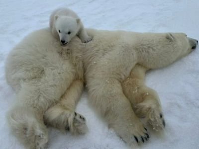 Спутниковый ошейник надели на белую медведицу в Якутии