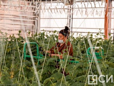 Проект по выращиванию овощей рассматривают для запуска в арктических районах Якутии