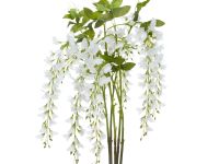 Цветок Ostra I