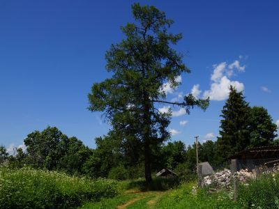 Усадебный парк