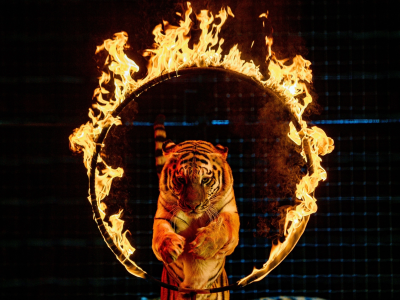 Билеты на Цирк Моретти (Цирк Моретти) / Событие | Афиша | ИнфоТаймс