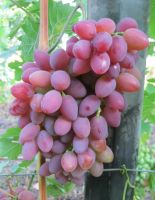 Виноград плодовый ЮХД (Юбилей Херсонского дачника)