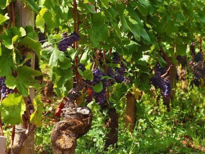 «Винный гид России» дополнят элитными марками