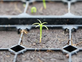Крупнейший в Якутии лесопитомник открыли в селе Табага