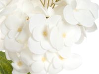Цветок Hydrangea Eype