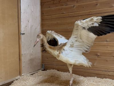 О спасении белоснежного стерха рассказали в компании «Нордголд» / ЯСИА   