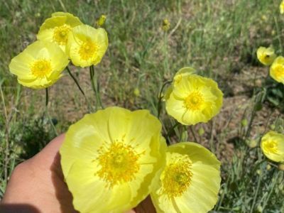 Фотофакт: в Якутии распустились редкие желтые маки