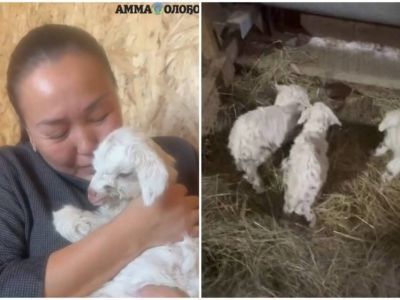 Видео: в Амгинском районе Якутии коза родила тройню