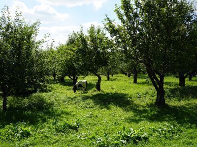 Сад за Большим прудом