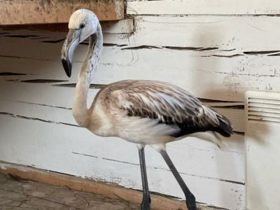 Фламинго Гришу отправили самолетом из Якутска в Красноярск