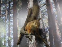 Музей истории и краеведения Нолинского района