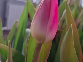 Пять тысяч тюльпанов среди зимы: семья из Горного района создала цветущий оазис