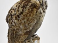 Зоологический музей Томского государственного университета