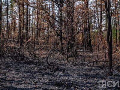 Десять лесных пожаров тушат в двух районах Якутии