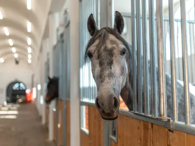 Билеты на Самостоятельная обзорная экскурсия в демонстрационную конюшню (Центр национальных конных традиций) / Экскурсия | Афиша | ИнфоТаймс