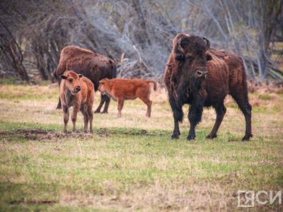 До 1000 особей может увеличиться популяция бизонов в Якутии к 2035 году