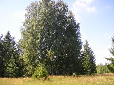 Священная роща