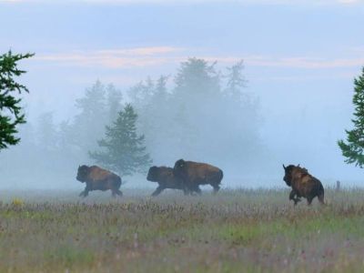 Из Якутии в природный парк «Ингилор» в ЯНАО завезли бизонов