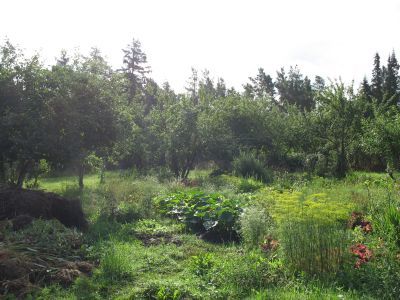 Фруктовый сад