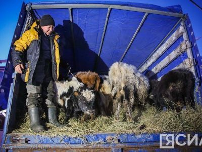 Коров якутской породы привезли для изучения из Эвено-Бытантайского района в Якутск