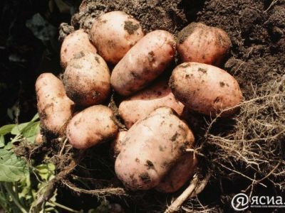 Более 63 тысяч тонн картофеля собрали в Якутии
