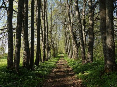 Усадебный парк