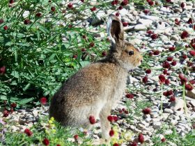 Орнитолог прокомментировал видео с необычной птицей в Якутии