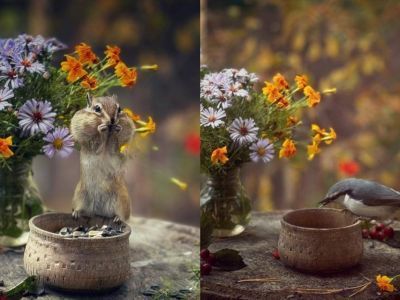 Фото и видео: якутянка кормит и фотографирует бурундуков и разные виды птиц