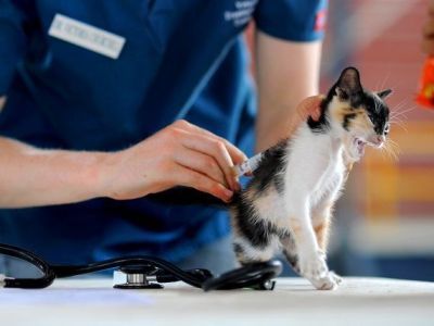 Бесплатная вакцинация домашних животных пройдет в Якутске 16 и 23 апреля