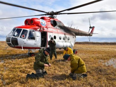 Яйца краснокнижных стерхов собрали ученые в арктическом районе Якутии