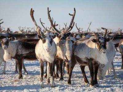 В Якутии браконьеры убили пять диких северных оленей