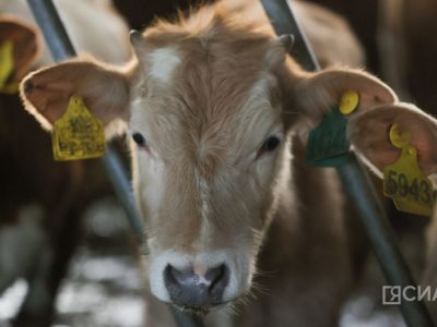 В Якутии количество крупного рогатого скота составило 171 тысячу голов