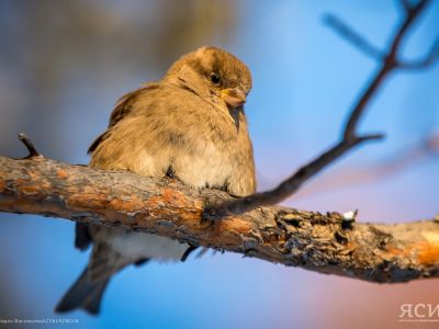 Фотоконкурс «Якутия – дом птиц» объявила Дирекция биоресурсов