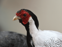 Зоологический музей МГУ им. М. В. Ломоносова