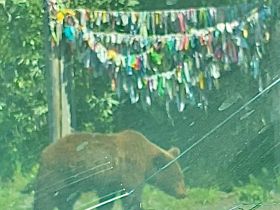 Фото: медведица с медвежатами выпрашивают у проезжающих еду на Колымской трассе