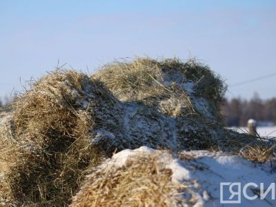 Порядка трёх тысяч тонн сена доставят в Кобяйский район