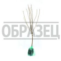 Вишня (Дюк) Кормилица (вишня х черешня) (подвой вишня Магалебская) (в сетке)