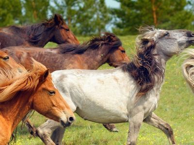 Завтра в Якутске впервые состоится парад всадников