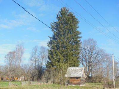 Усадьба П. Бакунина. Парк