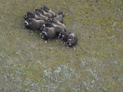 Численность овцебыков в Якутии в трех основных районах обитания составила почти восемь тысяч