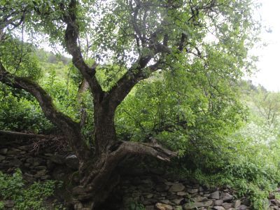 Остатки домусульманского кладбища