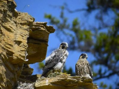 В нацпарке «Ленские столбы» определят пути миграции и места зимовок краснокнижного сапсана