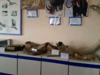 Чернышевский районный краеведческий музей