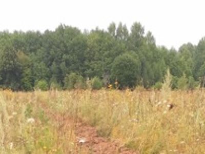 Участок леса, засаженный культурой дуба в 1768 году и положивший начало лесокультурному делу в Чувашии